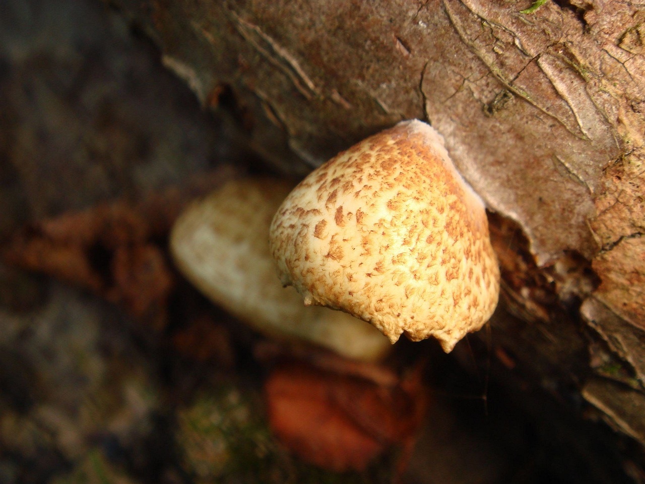 fungi-0002284