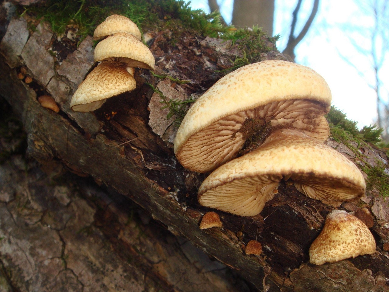 fungi-0002285