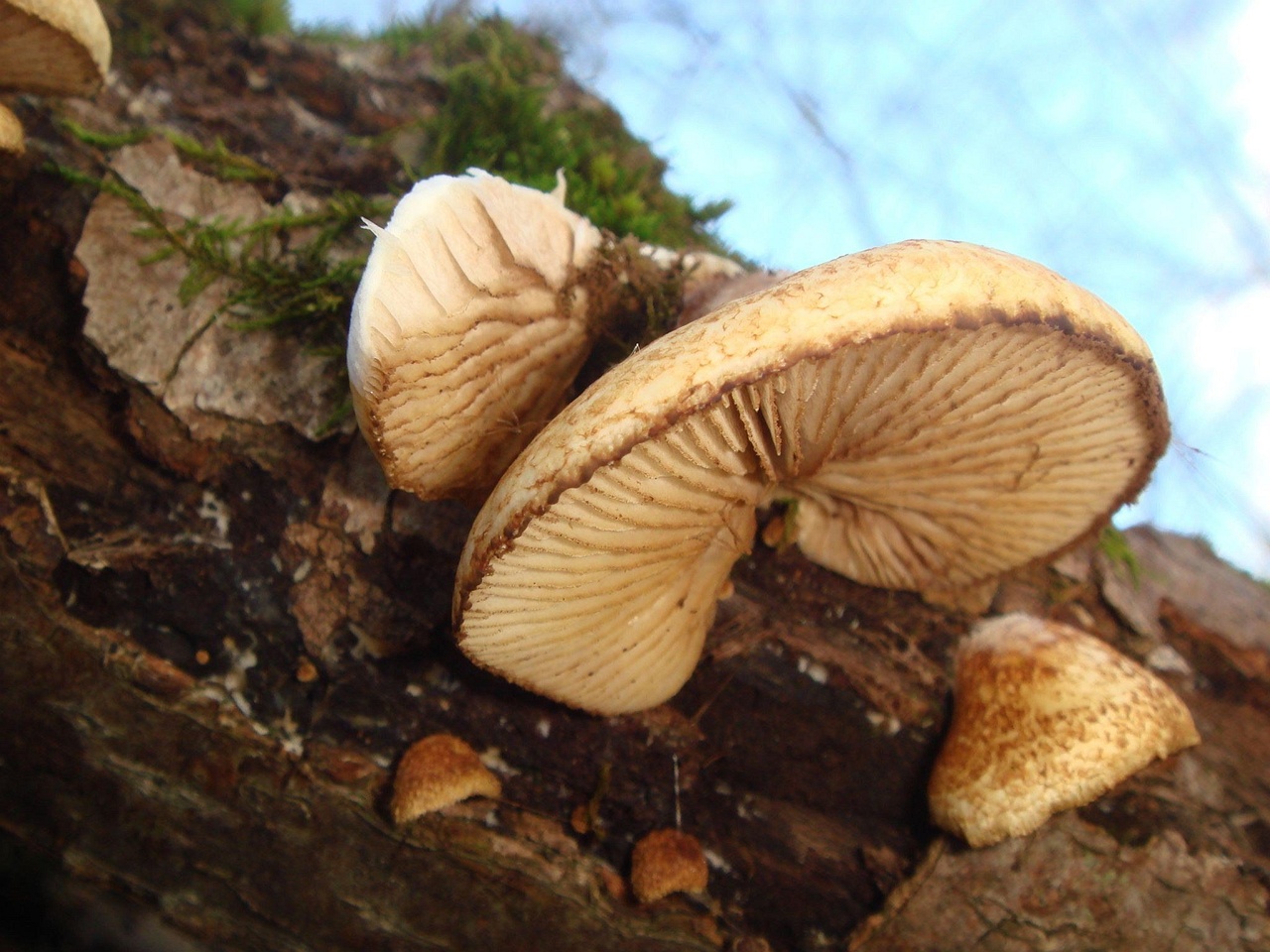fungi-0002288