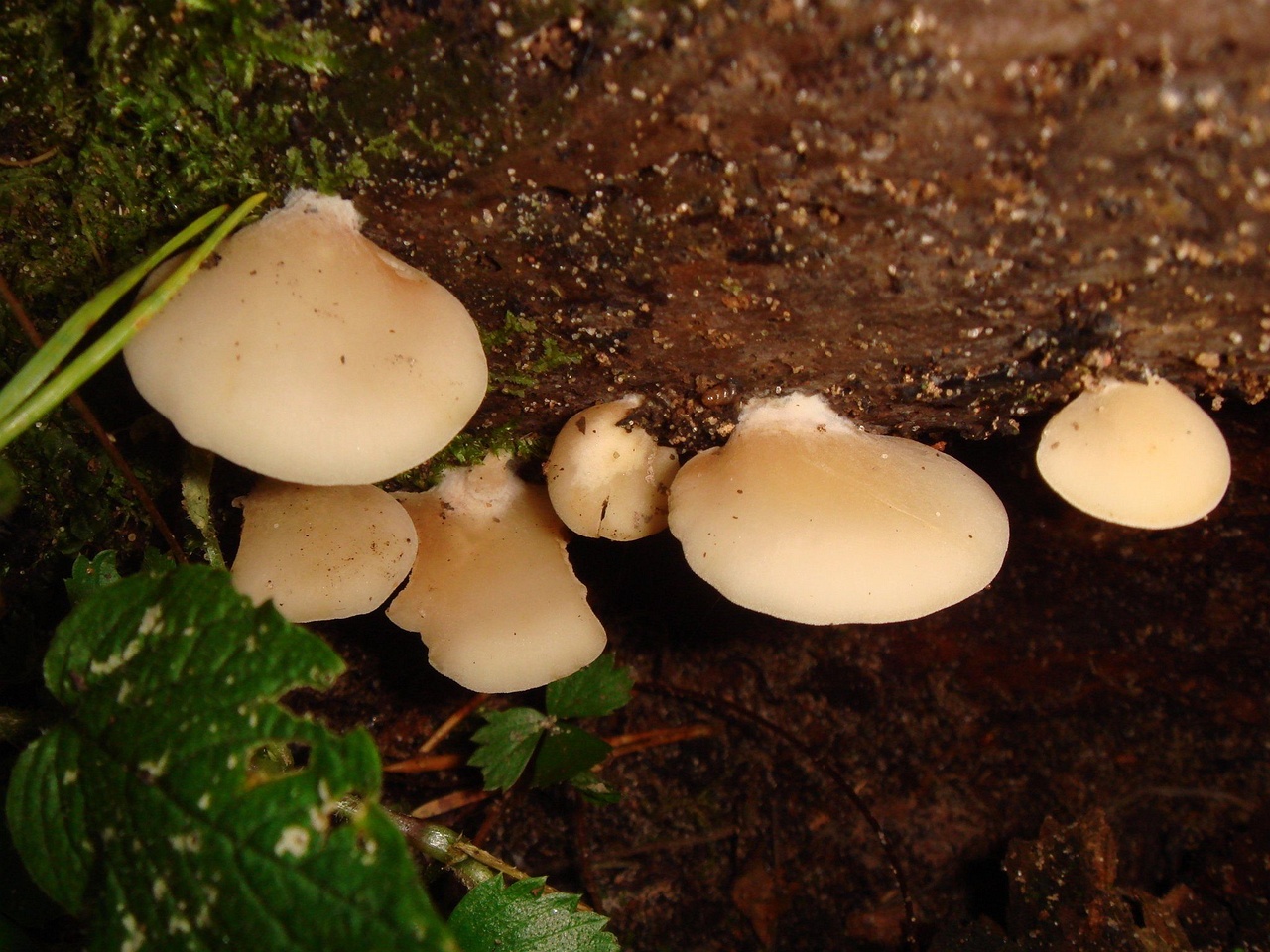 fungi-0003363