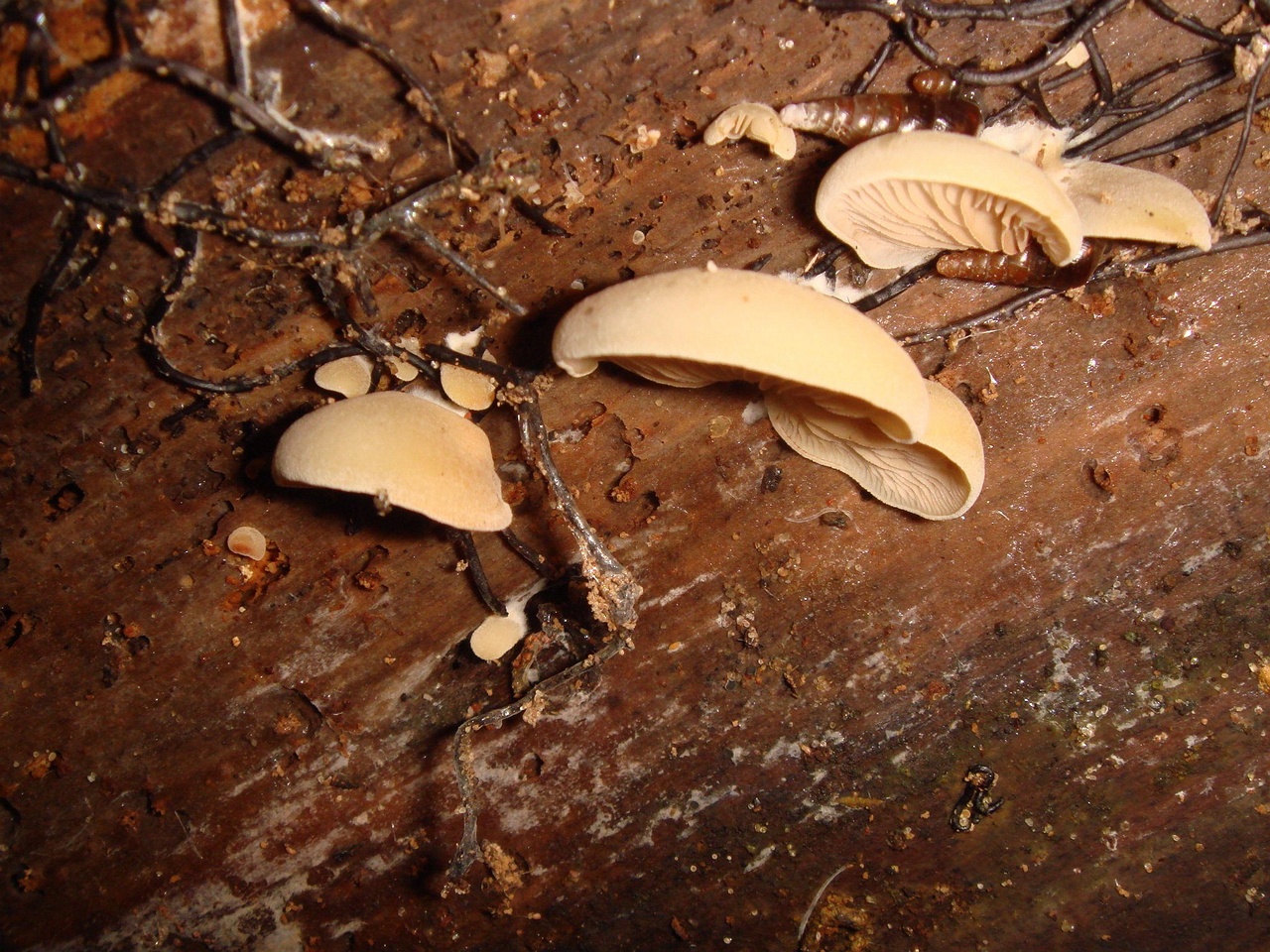 fungi-0003364