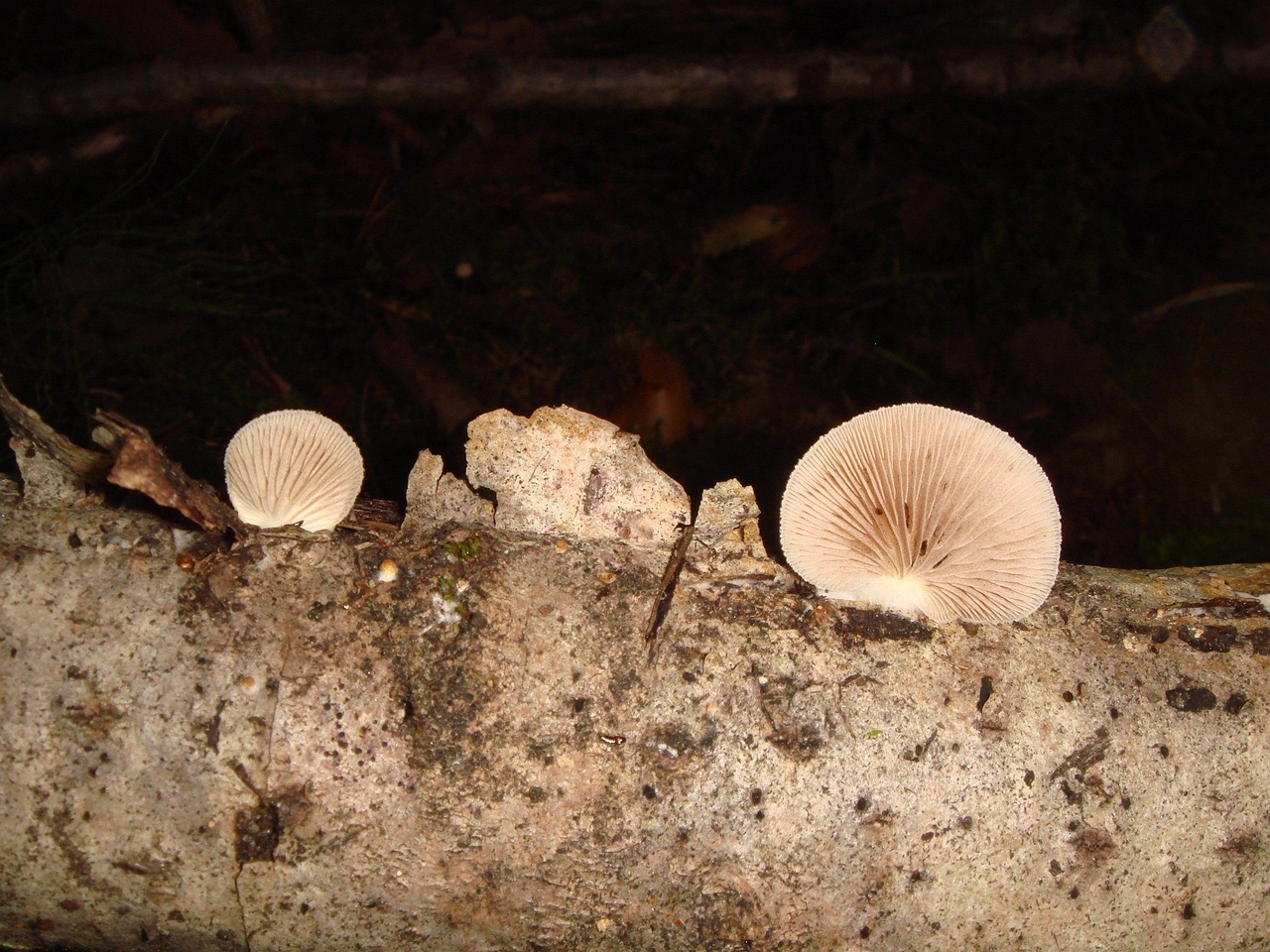 fungi-0003981