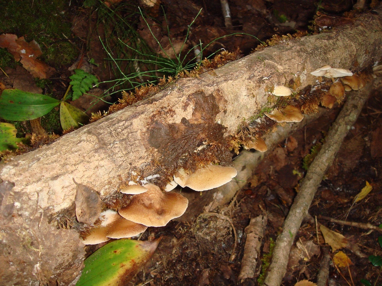 fungi-0003982