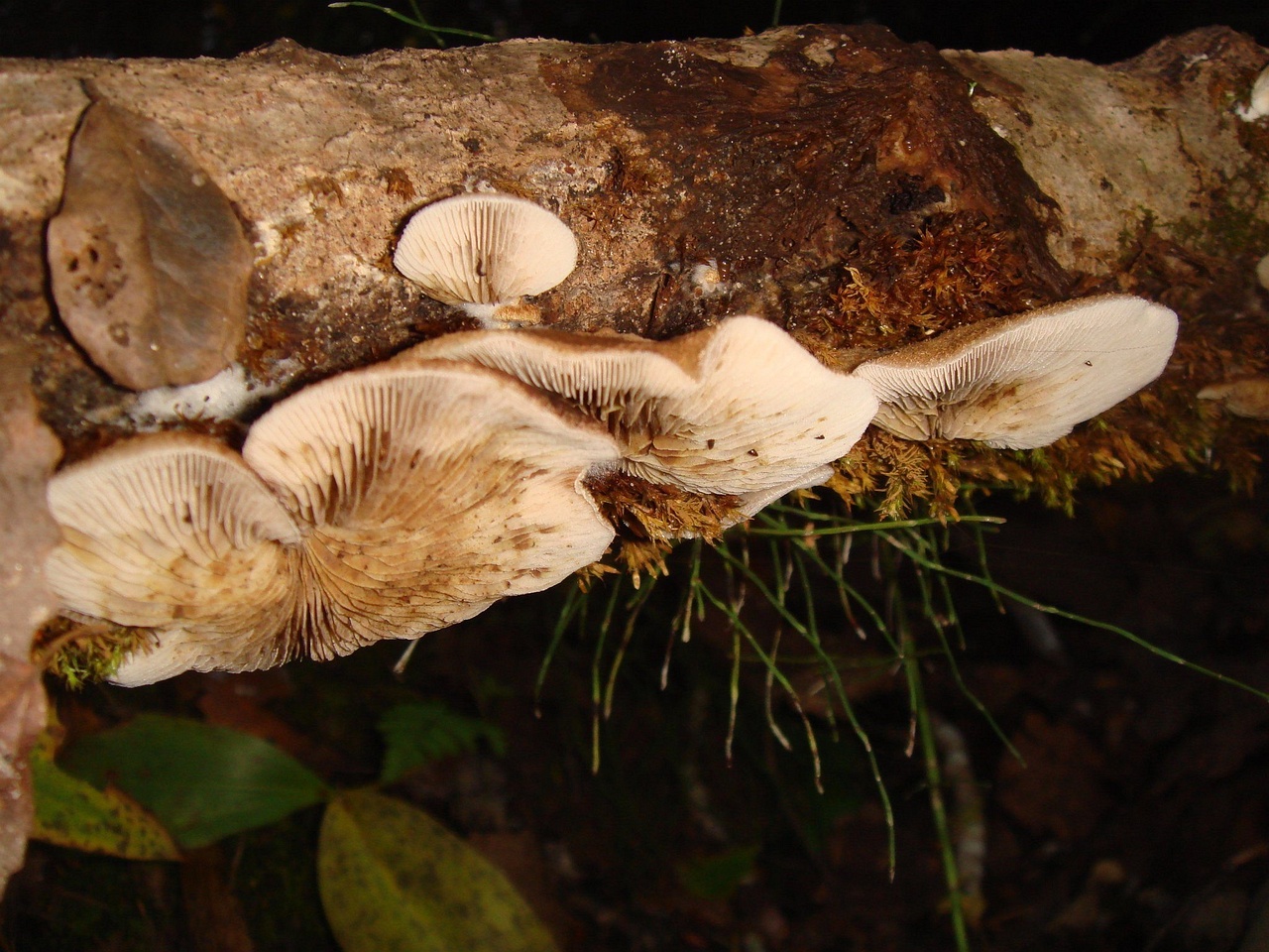 fungi-0003983