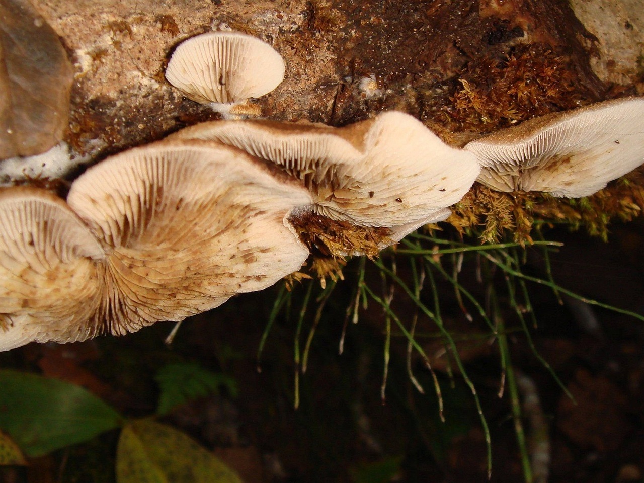 fungi-0003983_
