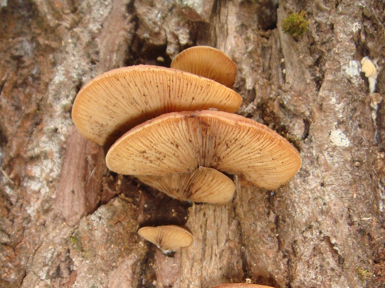 fungi-0004249