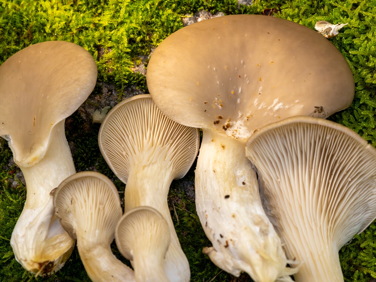 🇬🇧 grey oyster mushroom - 🇩🇪 Austern-Seitling - 🇪🇪 Austerservik - 🇷🇺 Вёшенка обыкновенная 🆔 Pleurotus ostreatus (Jacq.) P.Kumm. ℹ️ Hymenium: Gills, crowded, initially white to cream, becoming more pale-yellow...
