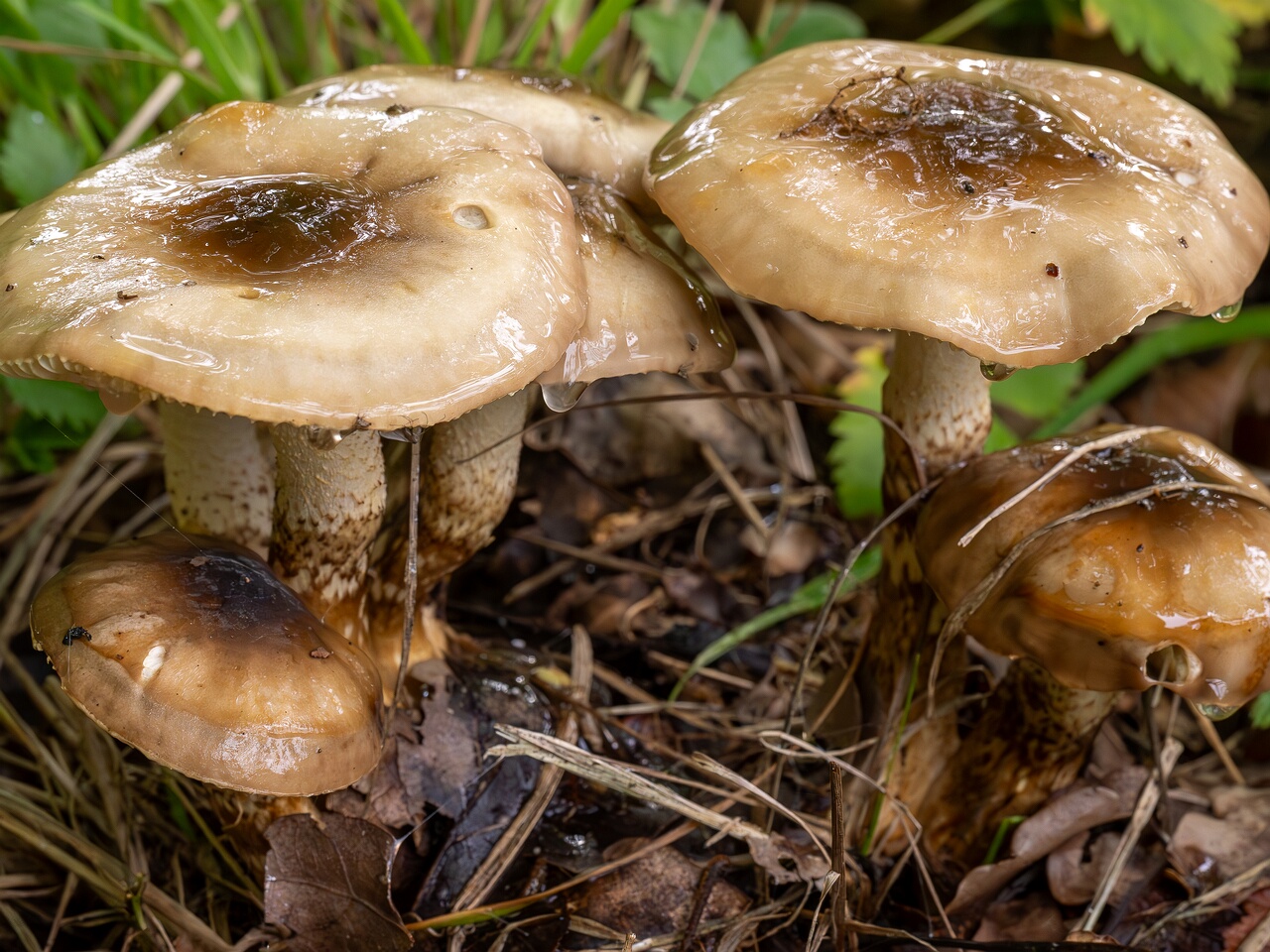 Hygrophorus persoonii _2026-09-19_1-3