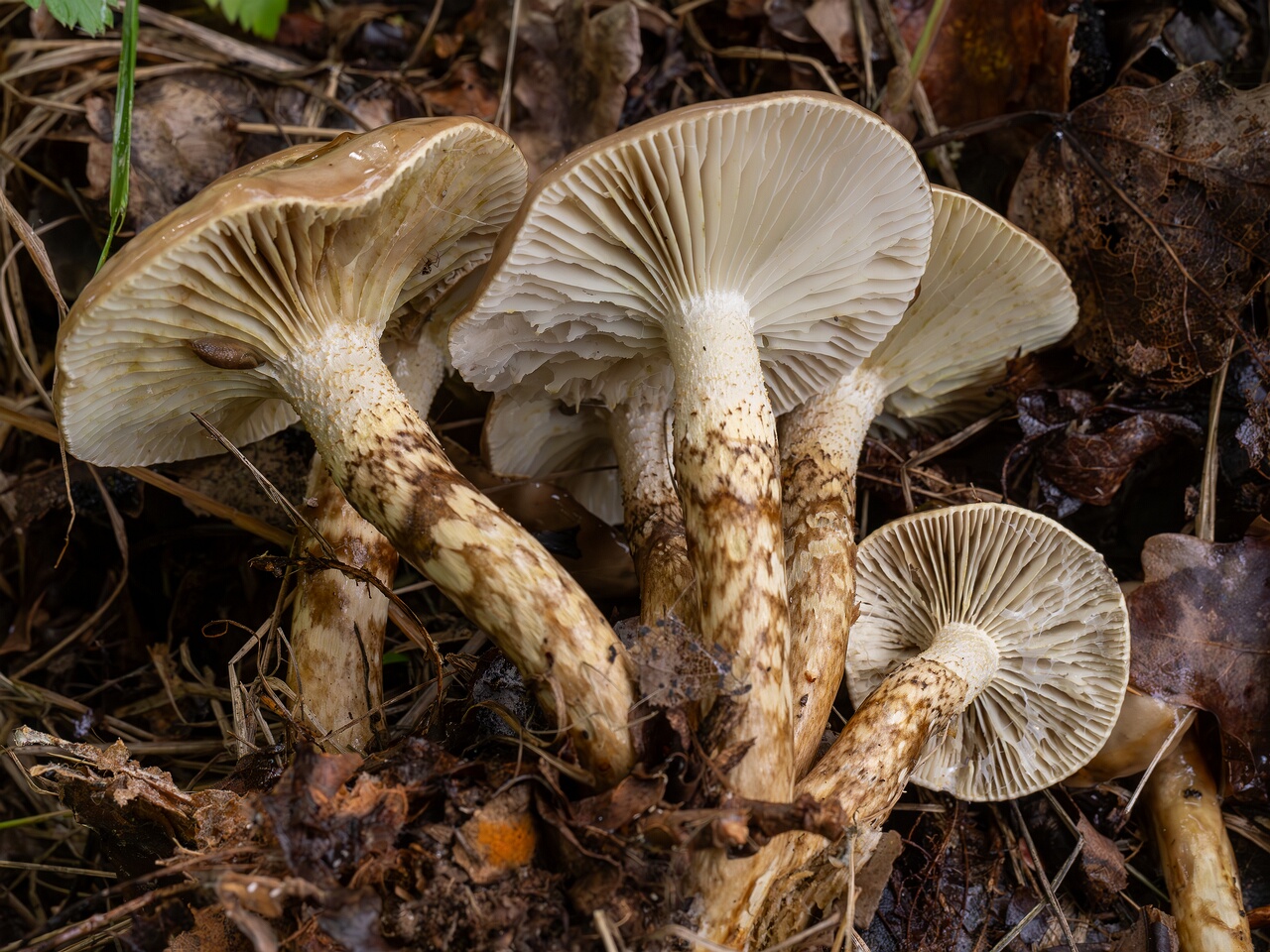 Hygrophorus persoonii _2026-09-19_1-5