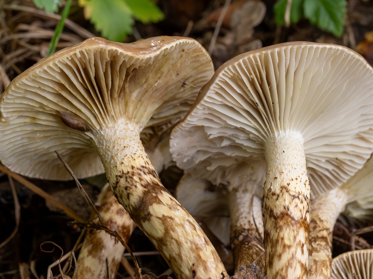 Hygrophorus persoonii _2026-09-19_1-6