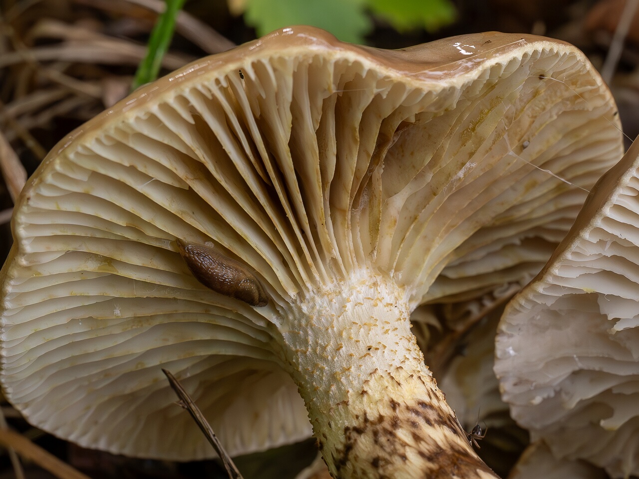 Hygrophorus persoonii _2026-09-19_1-7