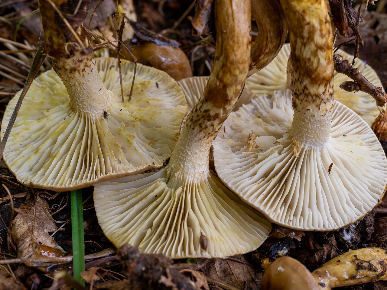 Hygrophorus persoonii _2026-09-19_2-1