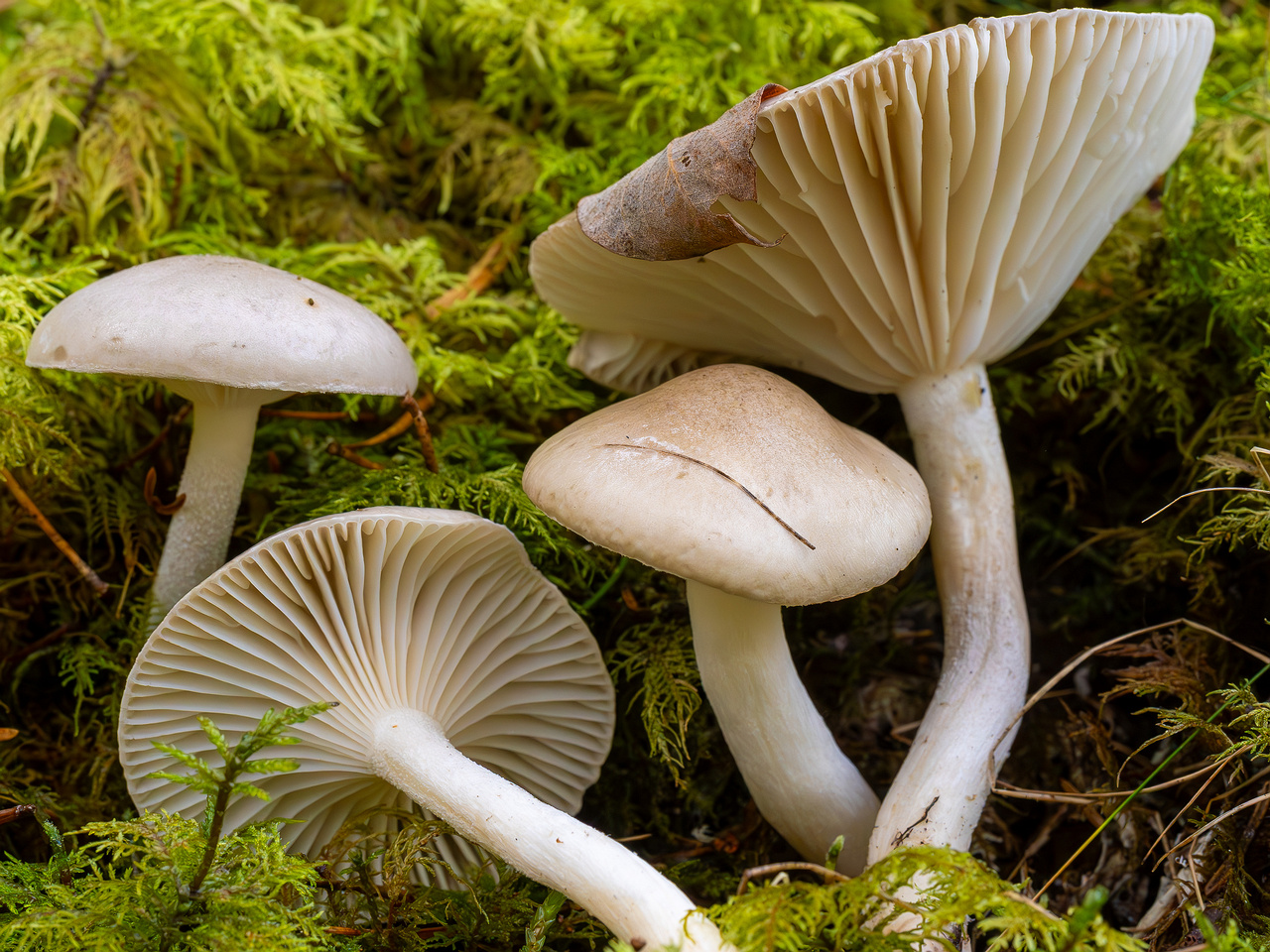 hygrophorus-agathosmus_2024-10-19_1-10