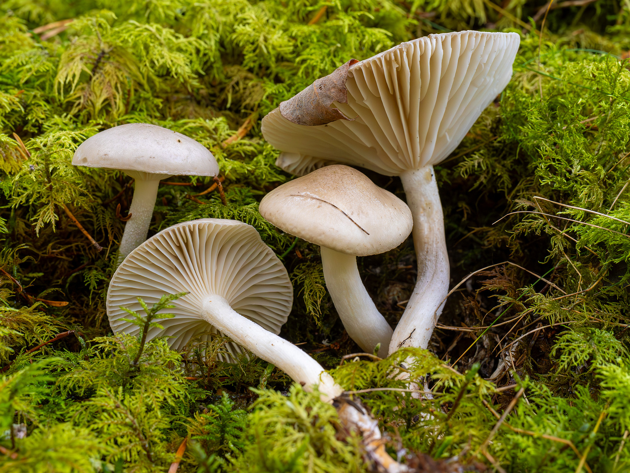 hygrophorus-agathosmus_2024-10-19_1-11