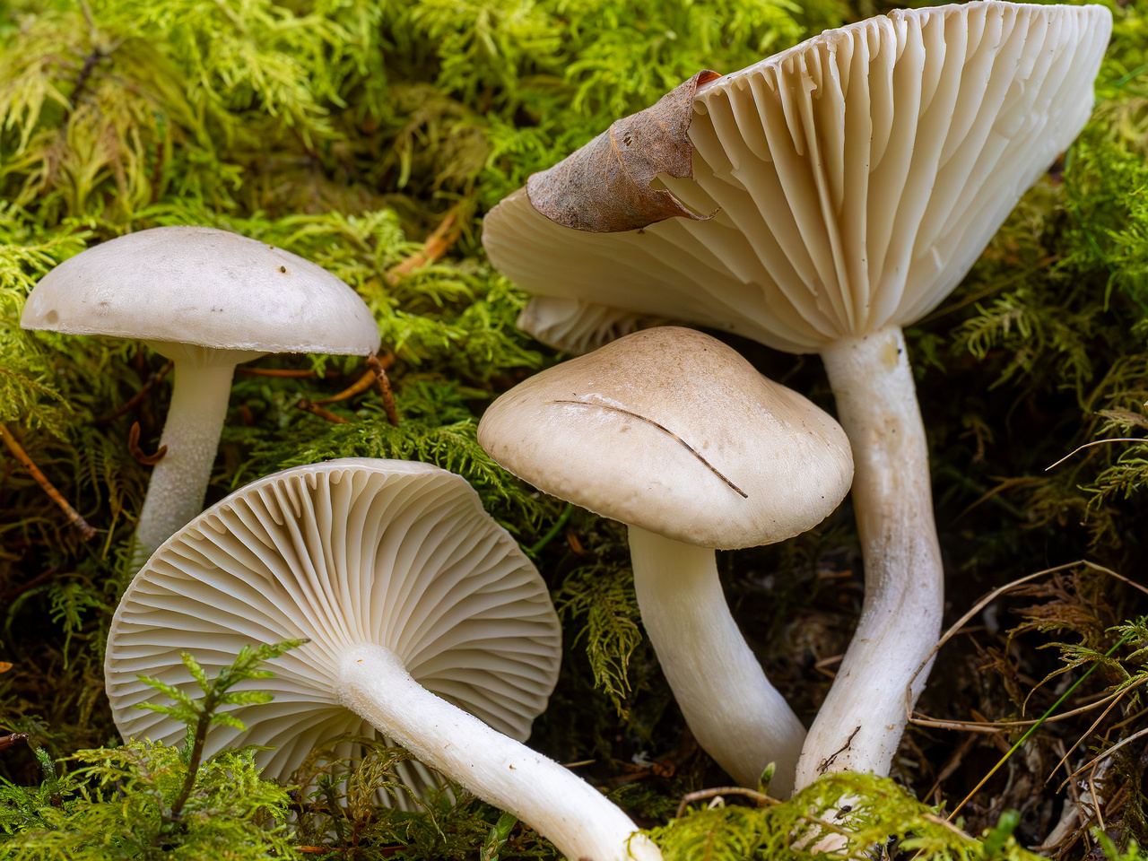 hygrophorus-agathosmus_2024-10-19_1-12
