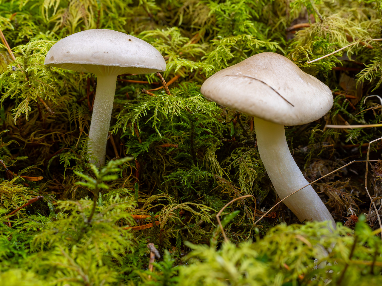 hygrophorus-agathosmus_2024-10-19_1-2