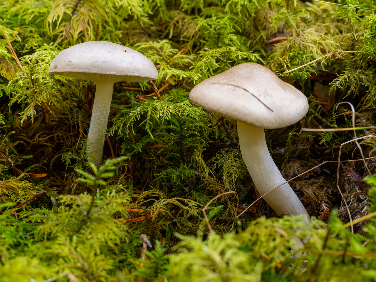 hygrophorus-agathosmus_2024-10-19_1-3