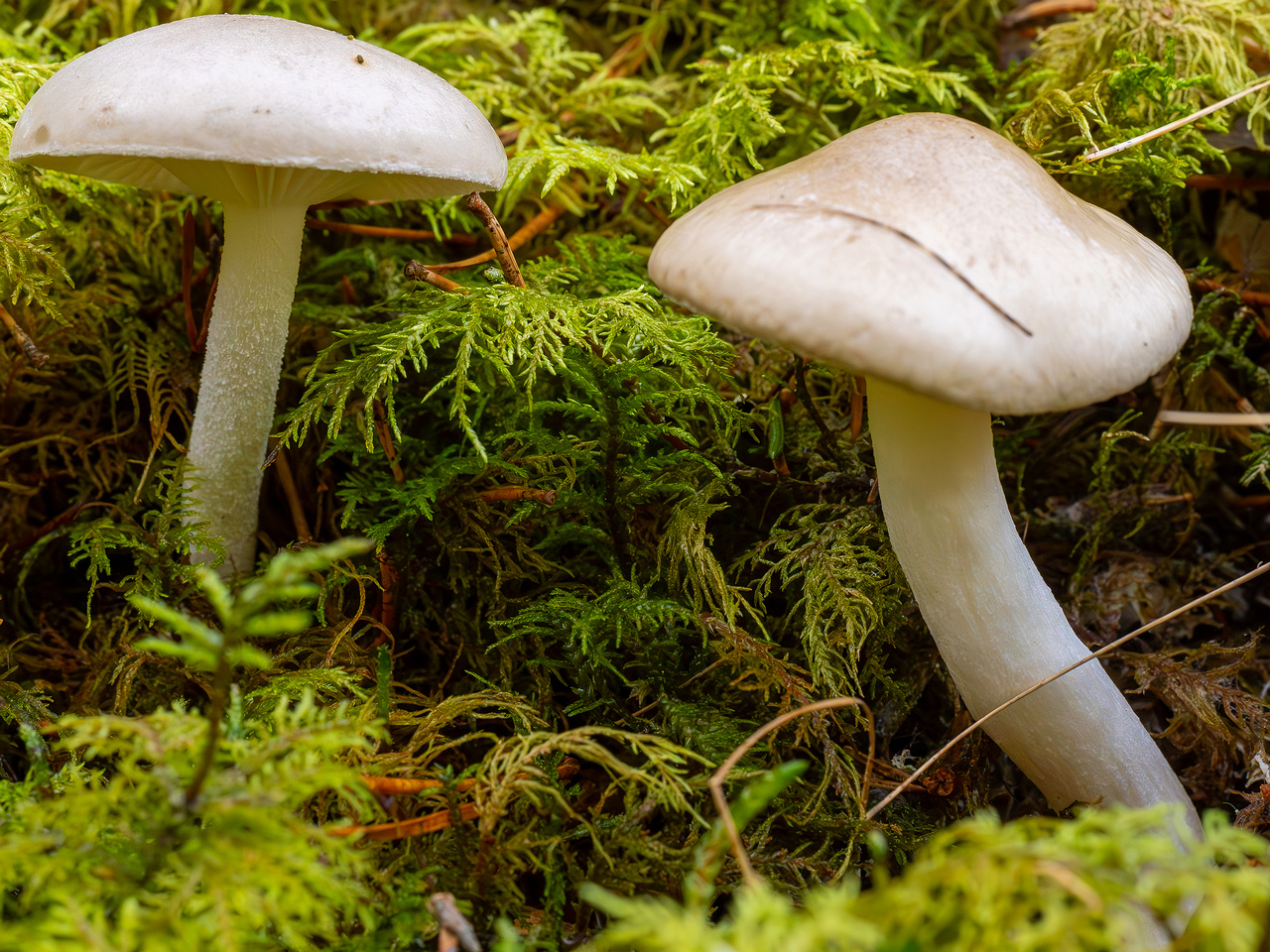 hygrophorus-agathosmus_2024-10-19_1-4