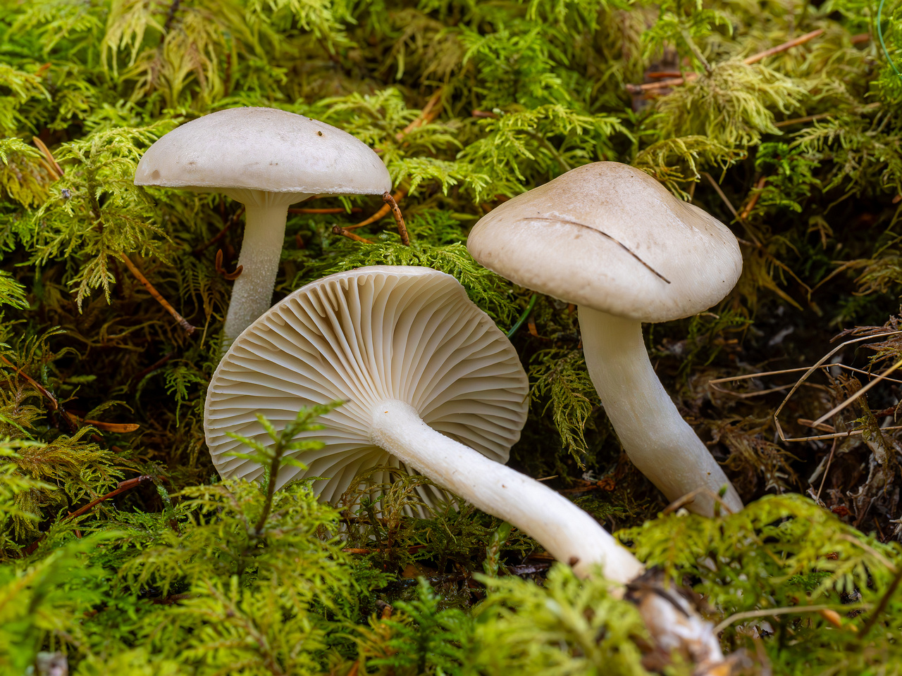 hygrophorus-agathosmus_2024-10-19_1-5