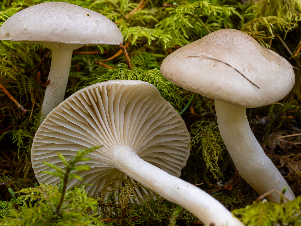 hygrophorus-agathosmus_2024-10-19_1-6
