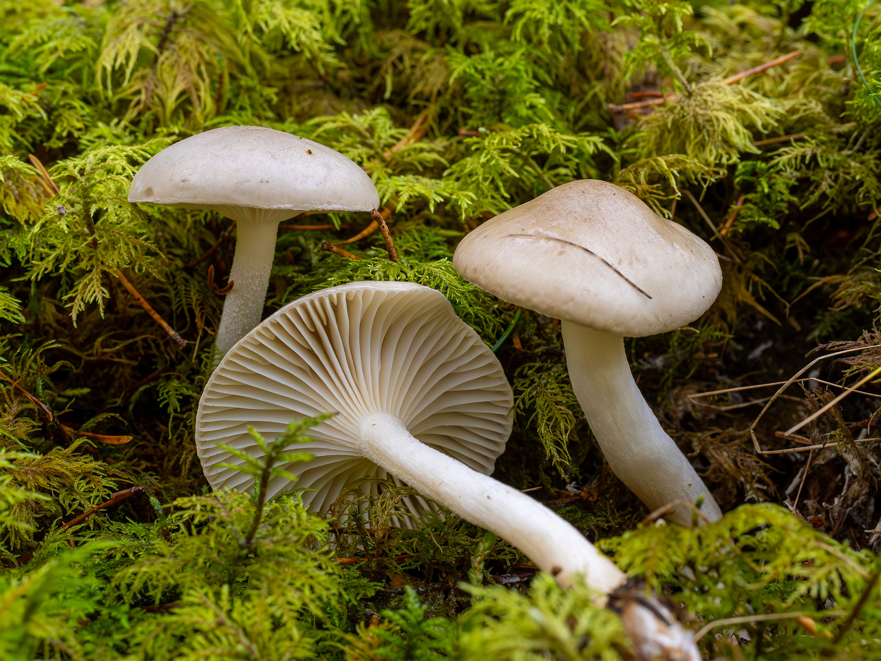 hygrophorus-agathosmus_2024-10-19_1-7