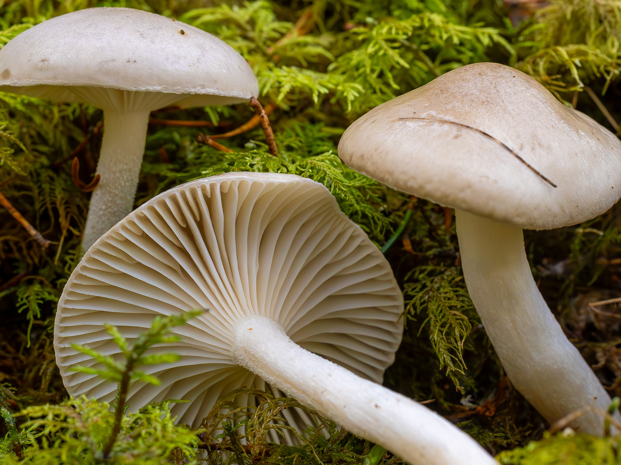 hygrophorus-agathosmus_2024-10-19_1-8