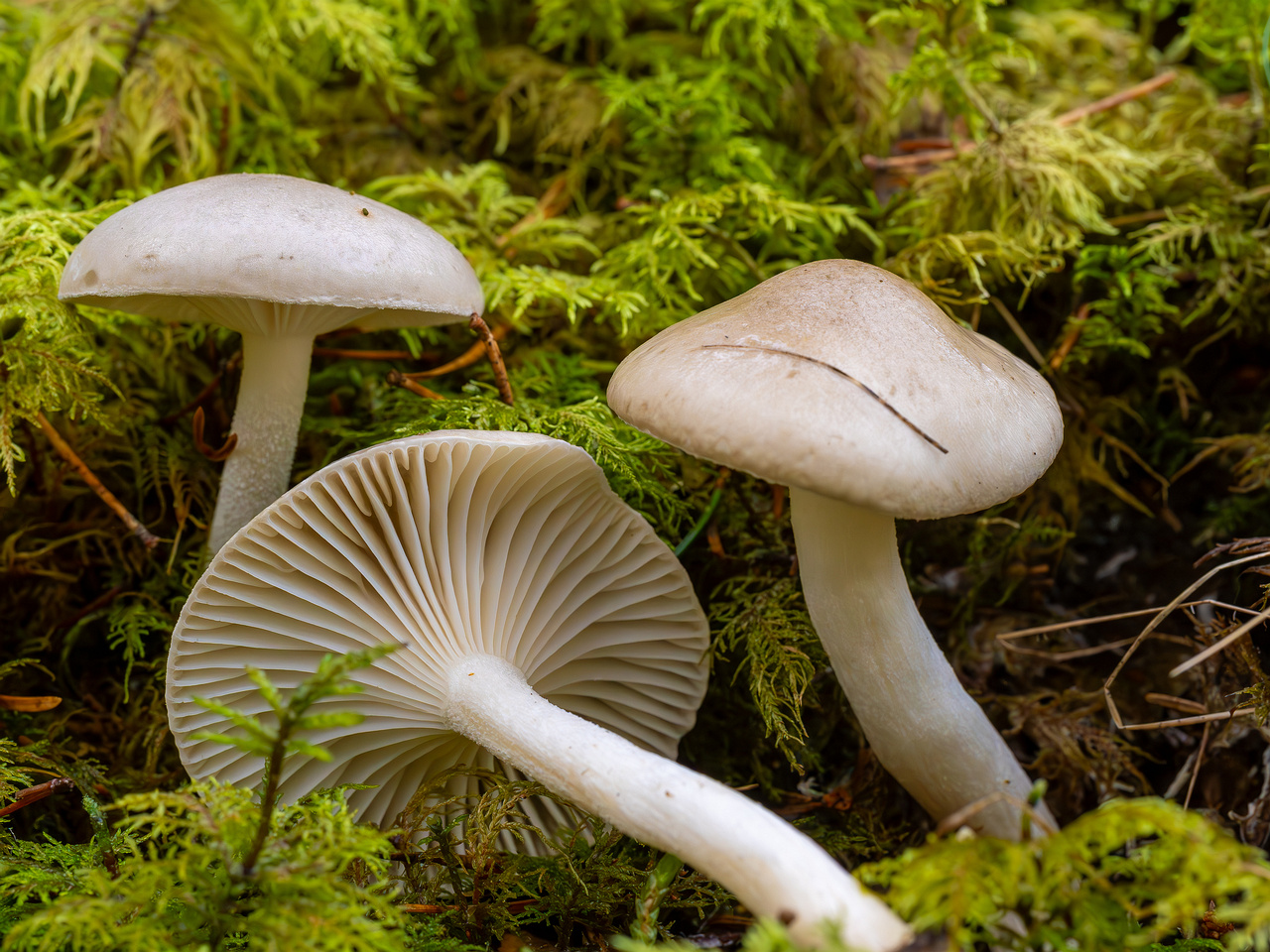hygrophorus-agathosmus_2024-10-19_1-9