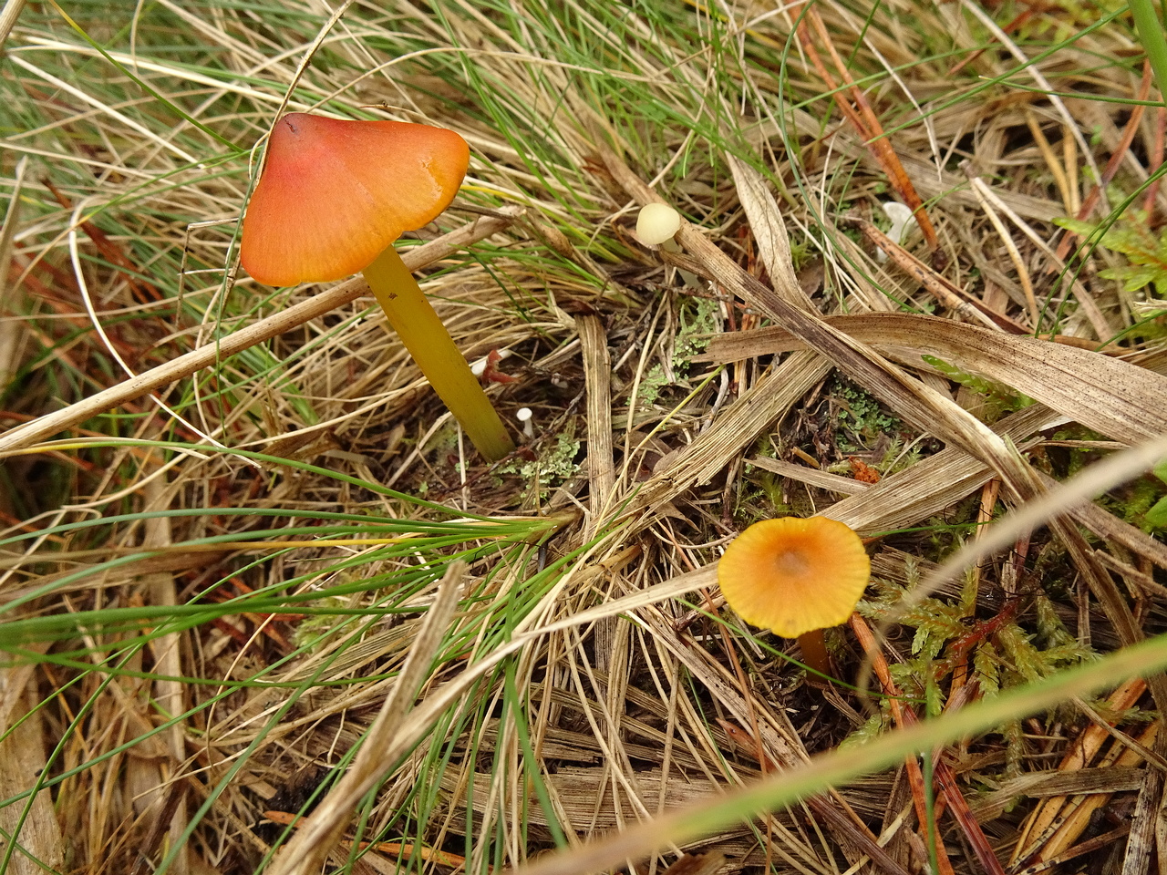 DSC00724