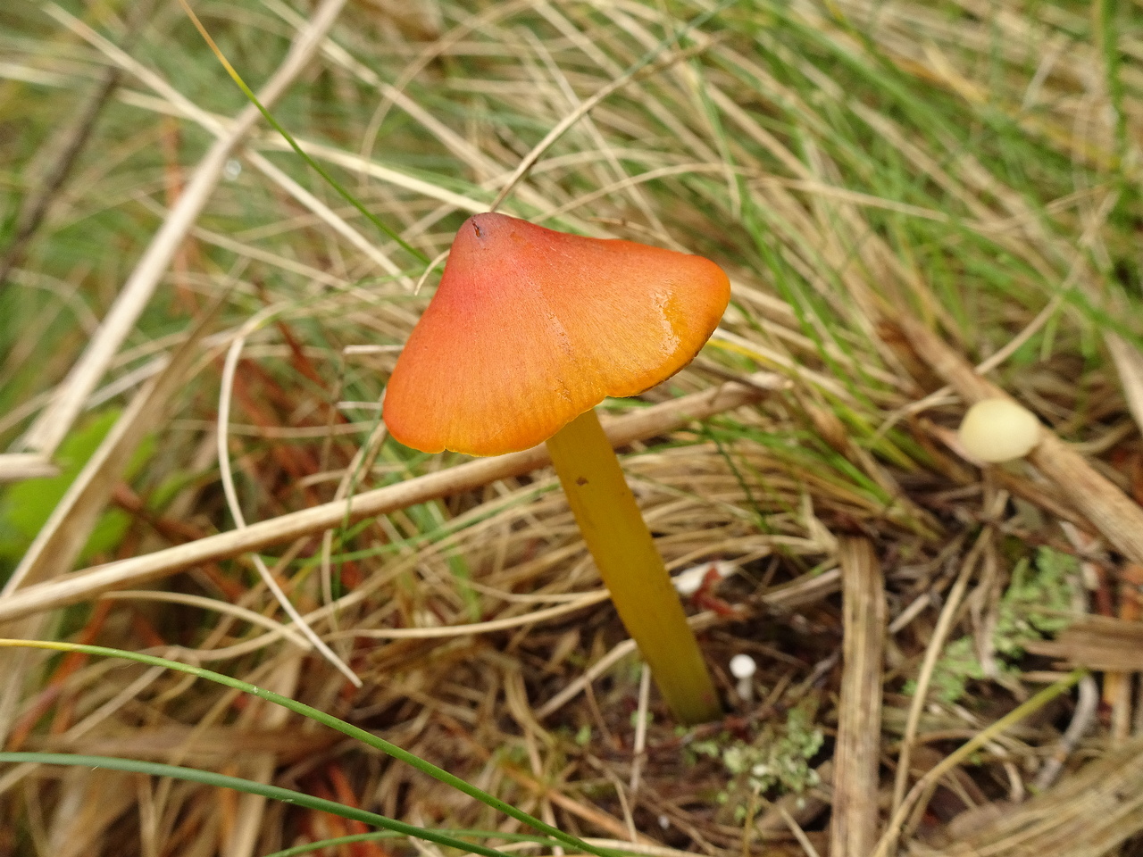 DSC00725