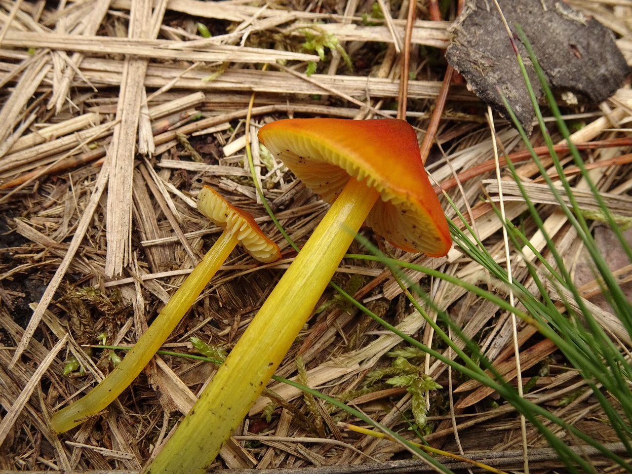 DSC00727