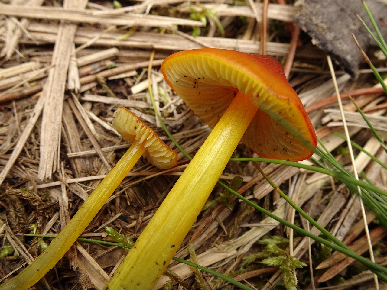 DSC00729