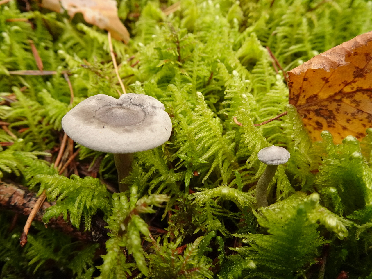 0DSC06387