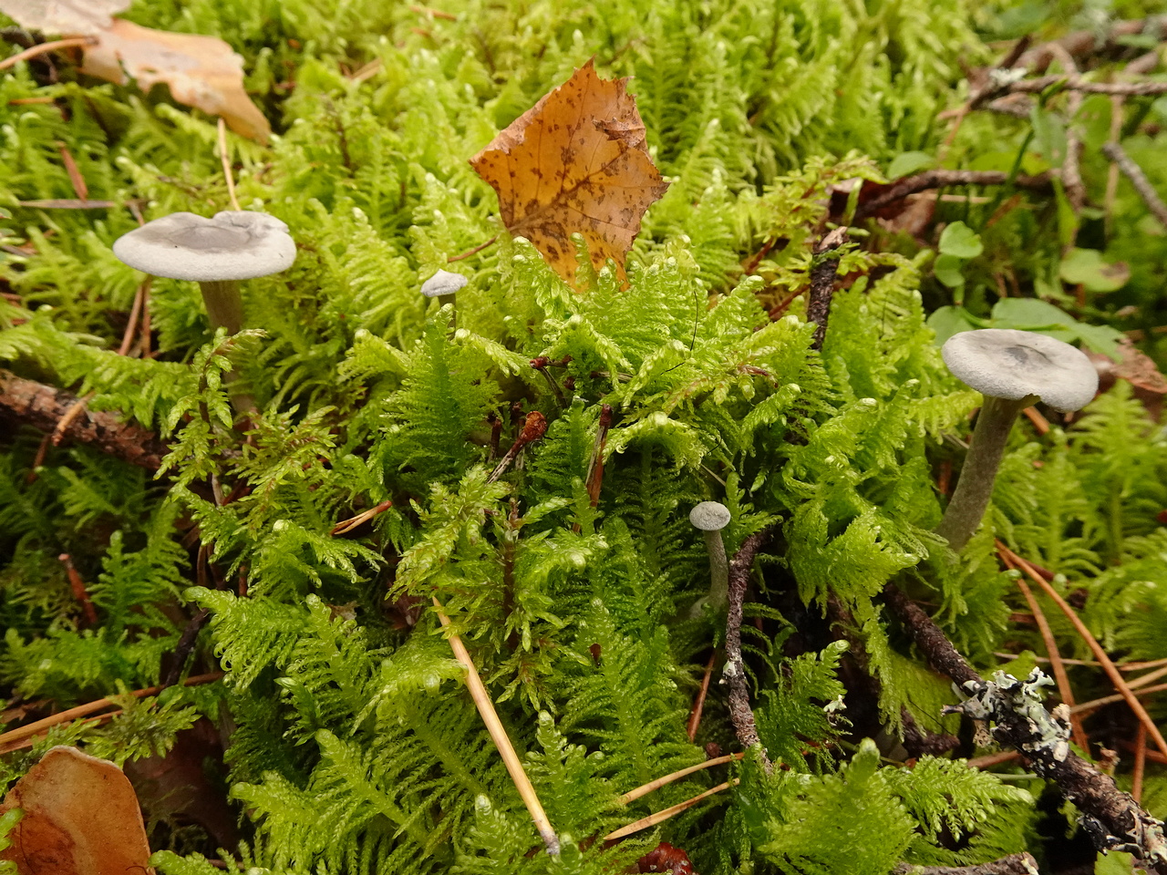 DSC06378