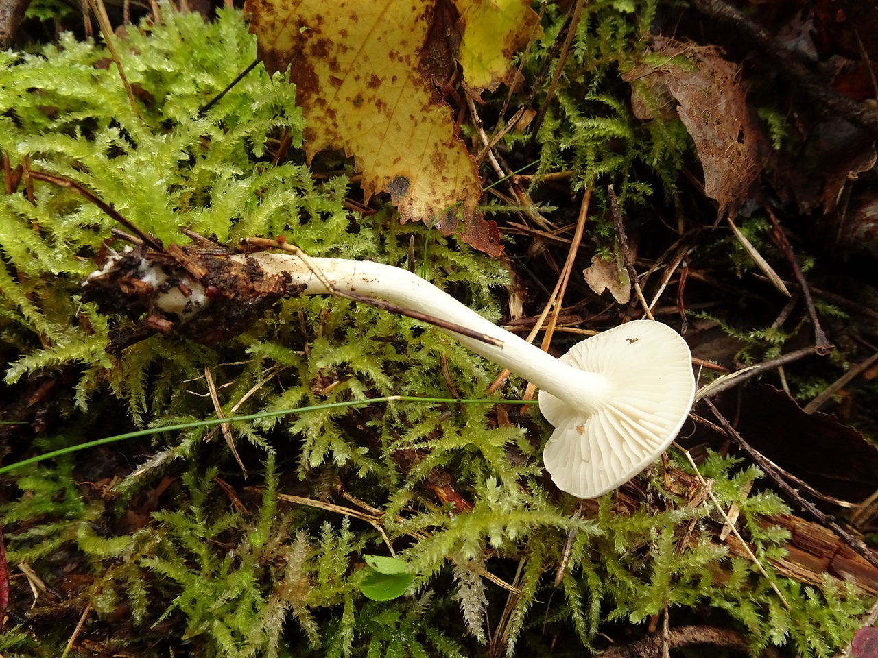 DSC00510