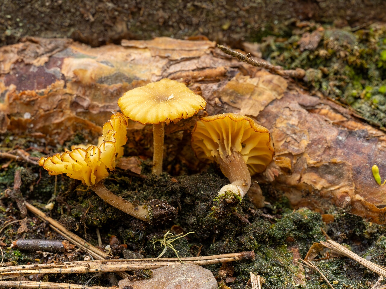 Lichenomphalia umbellifera _2025-06-07_1-6