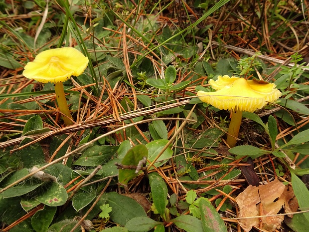 Hygrocybe chlorophana - Гигроцибе жёлто-зелёная - Golden Waxcap - Goldgelber Saftling Hygrocybe chlorophana, commonly known as the Golden Waxcap or Goldgelber Saftling, is a small to medium-sized...