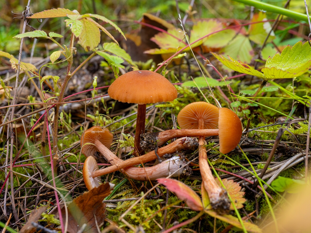 Laccaria laccata _2026-08-28_2-1