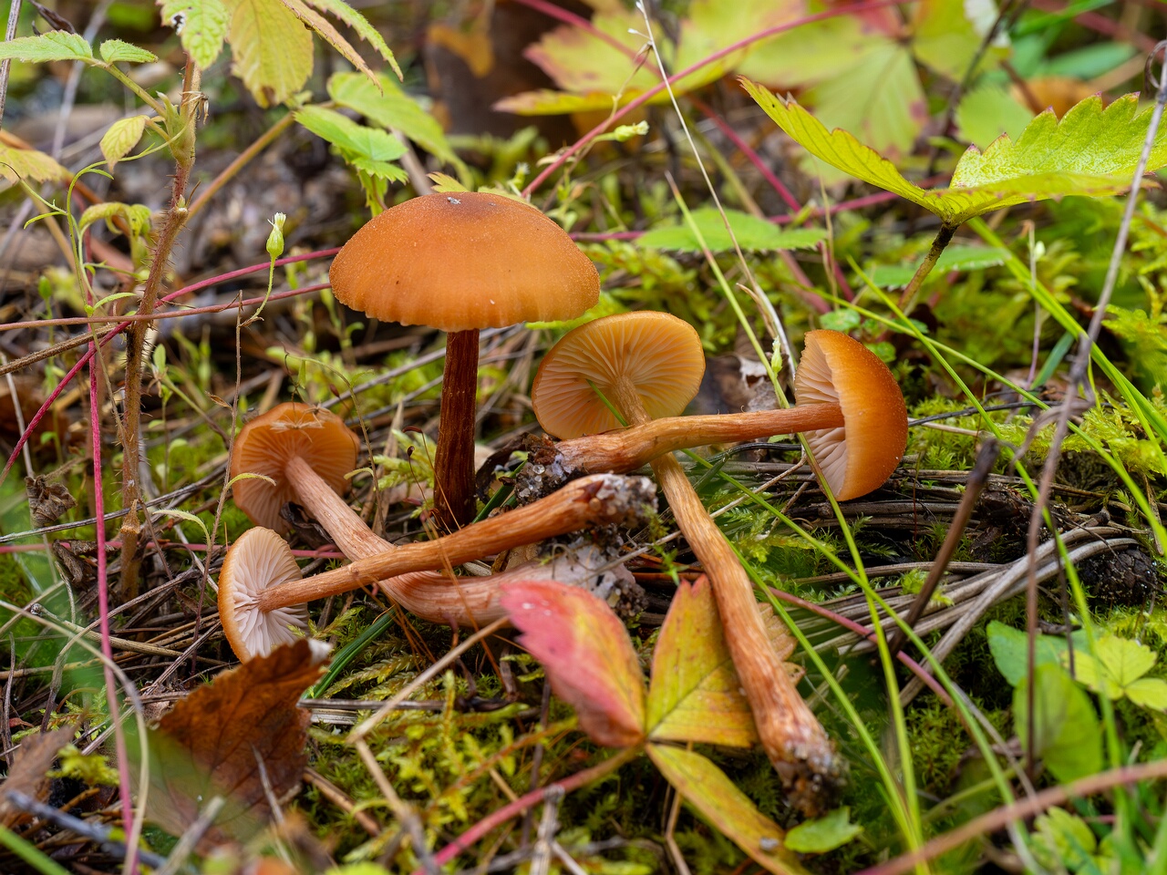 Laccaria laccata _2026-08-28_2-2