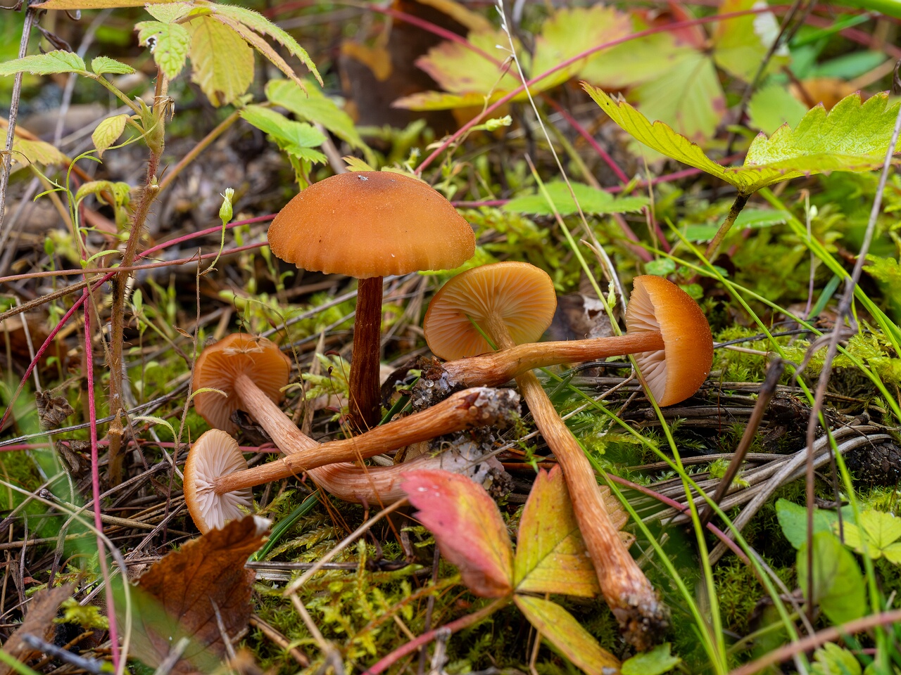Laccaria laccata _2026-08-28_2-3