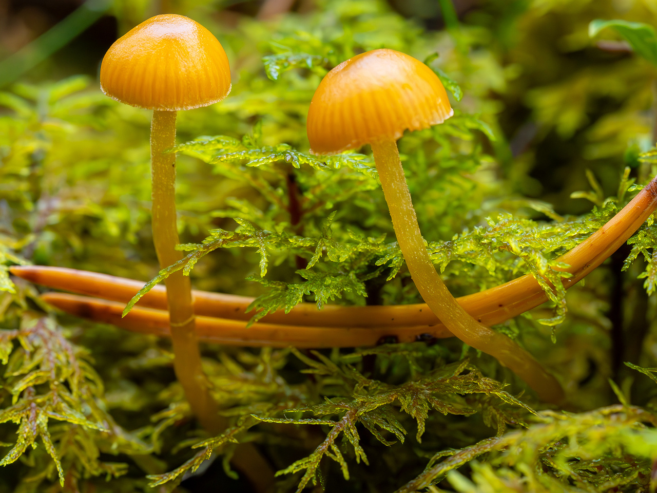galerina-calyptrata_2024-10-19_1-5