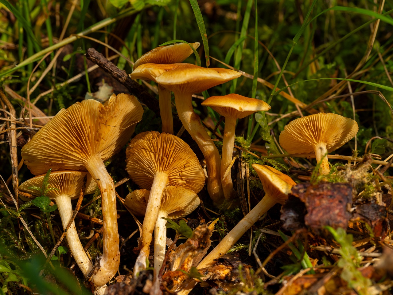 !Gymnopilus penetrans _2025-09-06_1-12