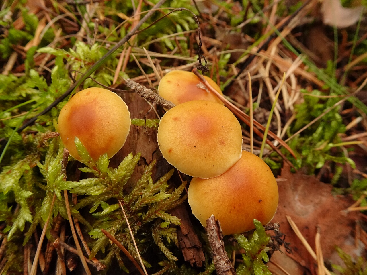 DSC06291