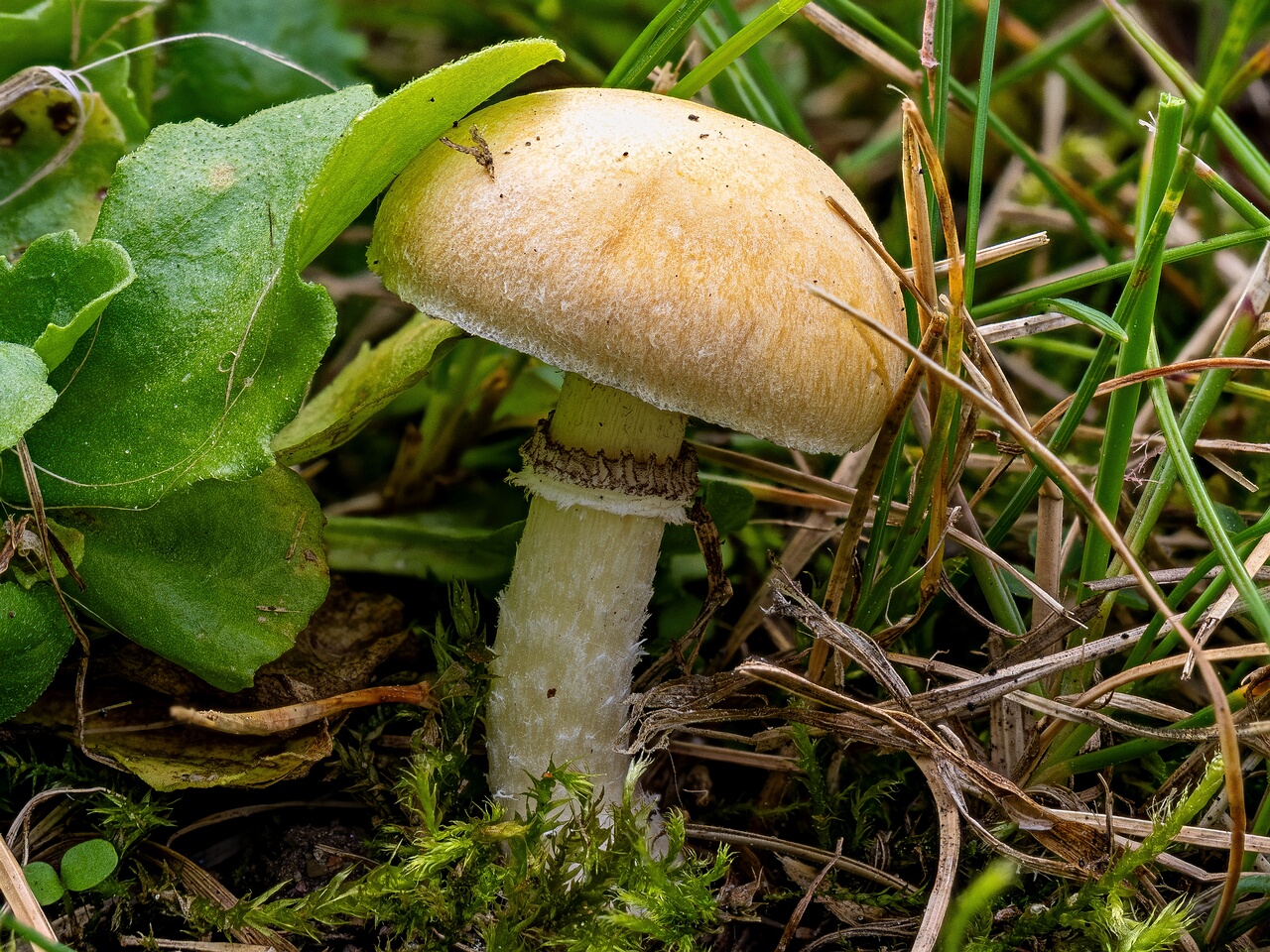 !Psilocybe coronilla _2026-08-28_1-2