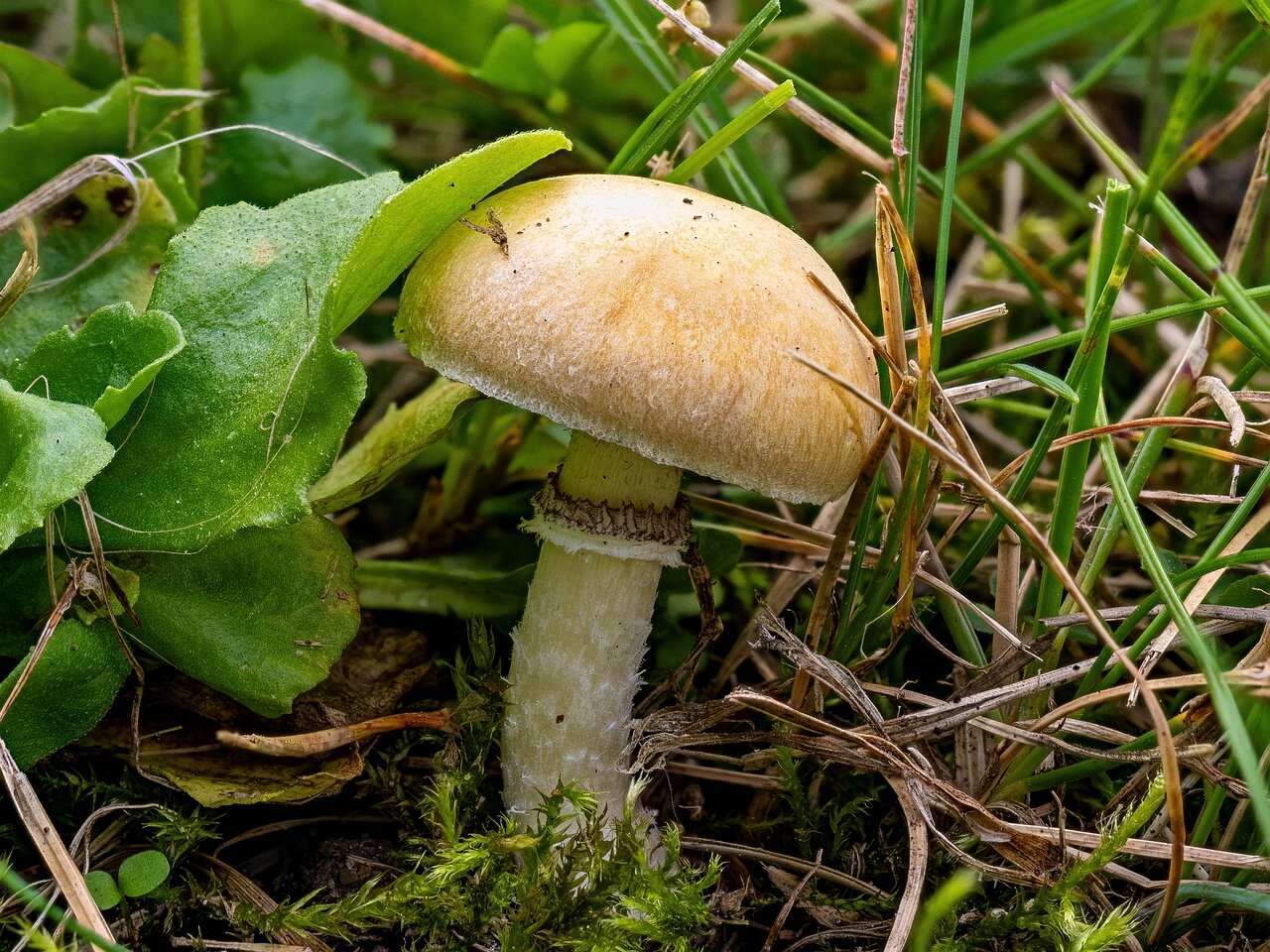 Psilocybe coronilla _2026-08-28_1-1