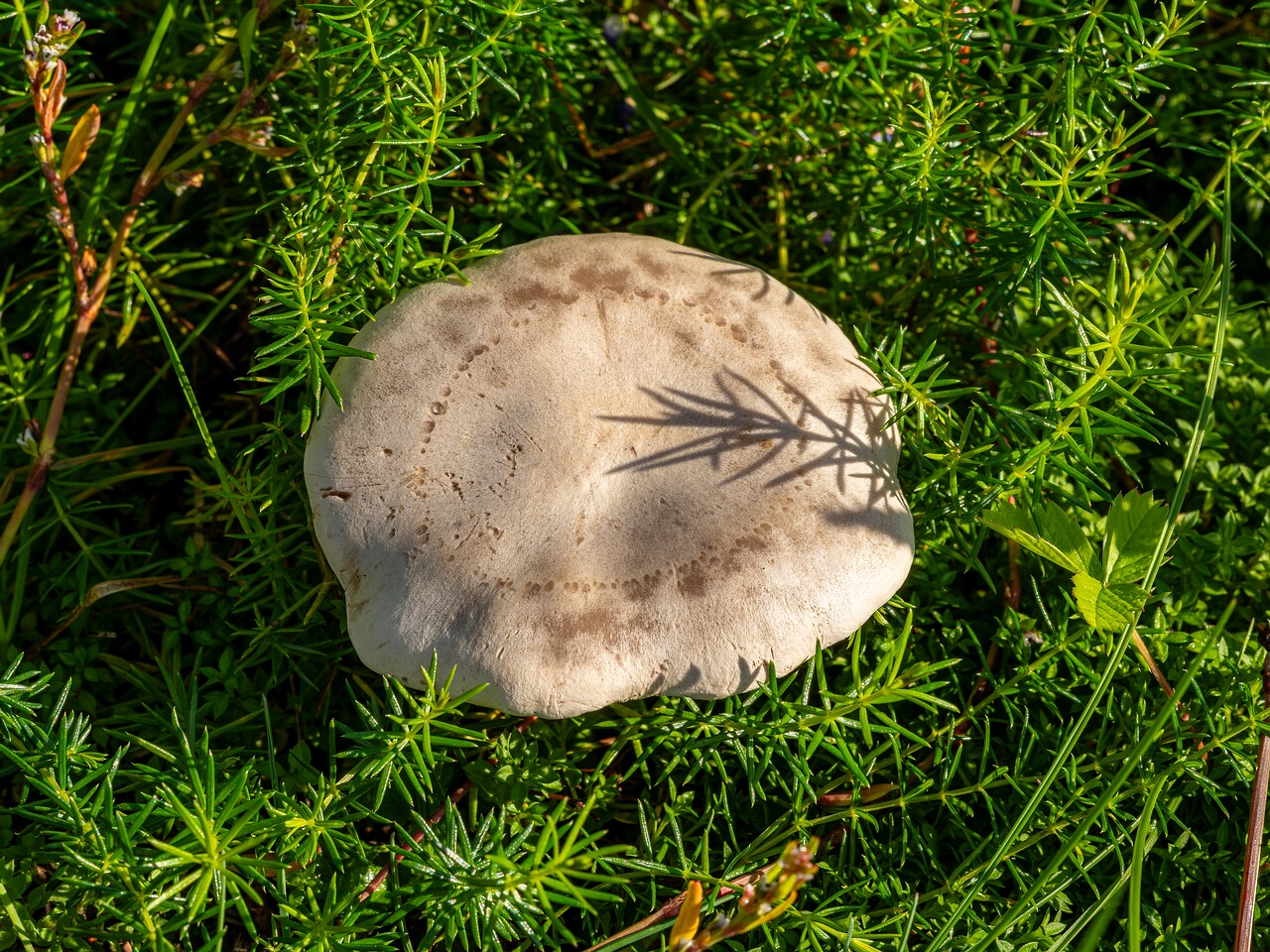 Сlitocybe rivulosa _2023-09-03_3-3