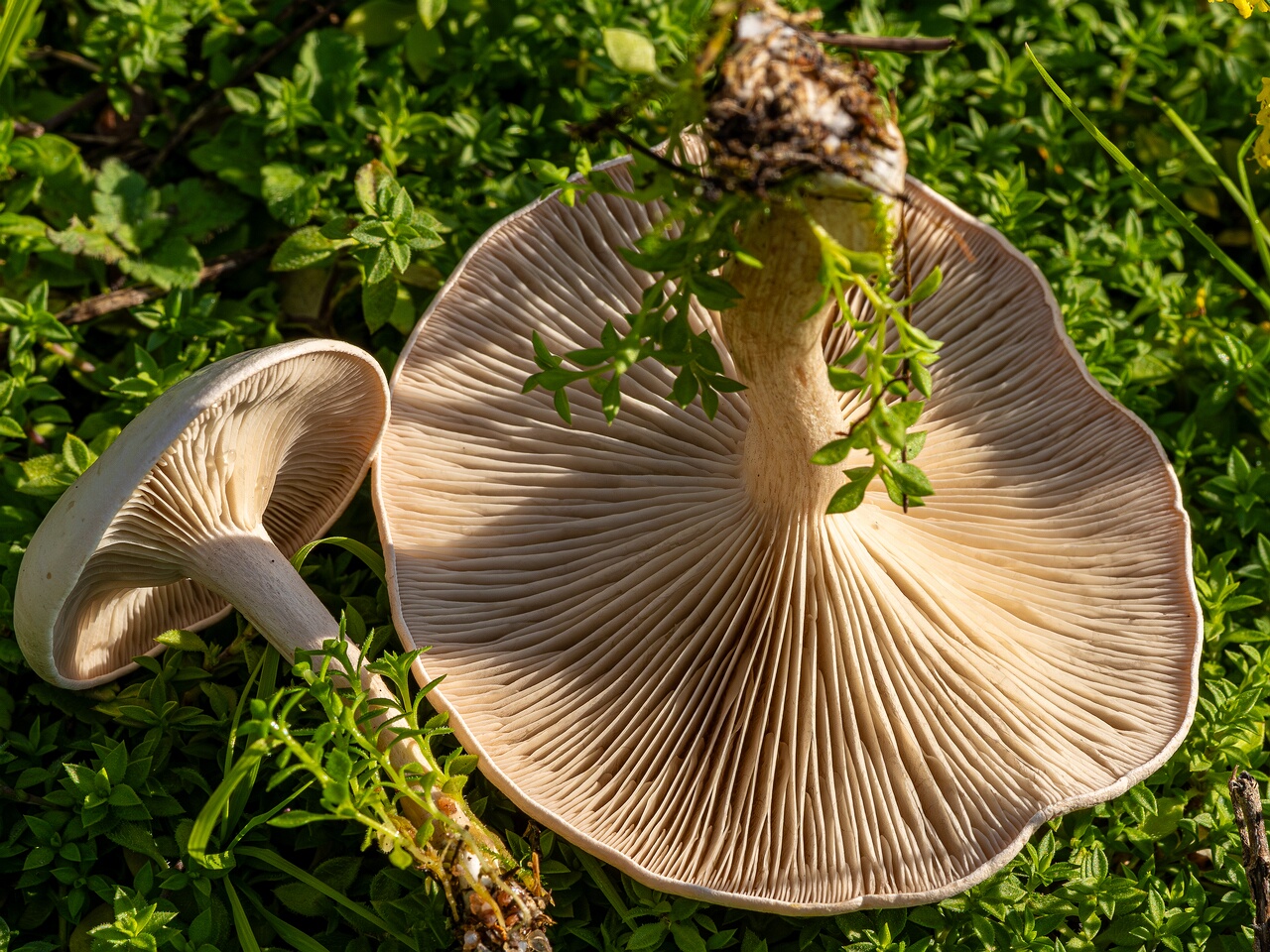 Сlitocybe rivulosa _2023-09-03_3-5