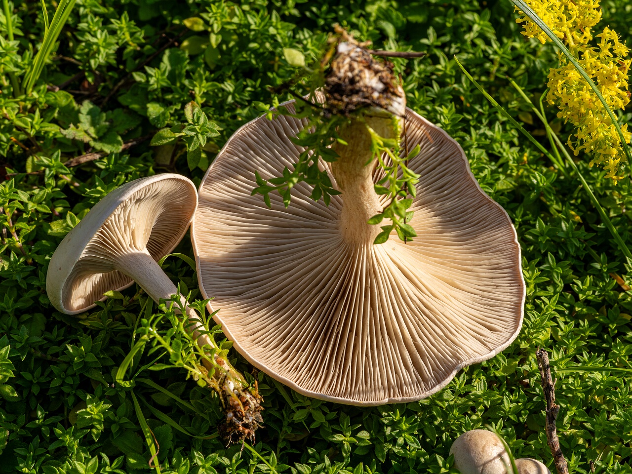 Сlitocybe rivulosa _2023-09-03_3-6