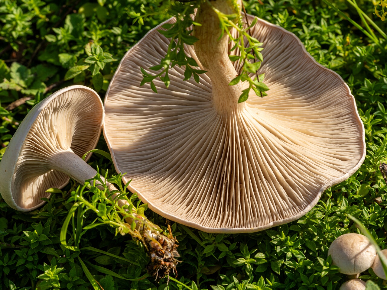 Сlitocybe rivulosa _2023-09-03_3-7