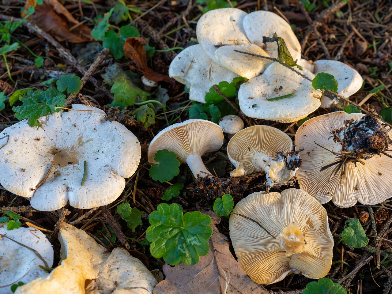 !Clitocybe phyllophila _2025-11-23_1-3