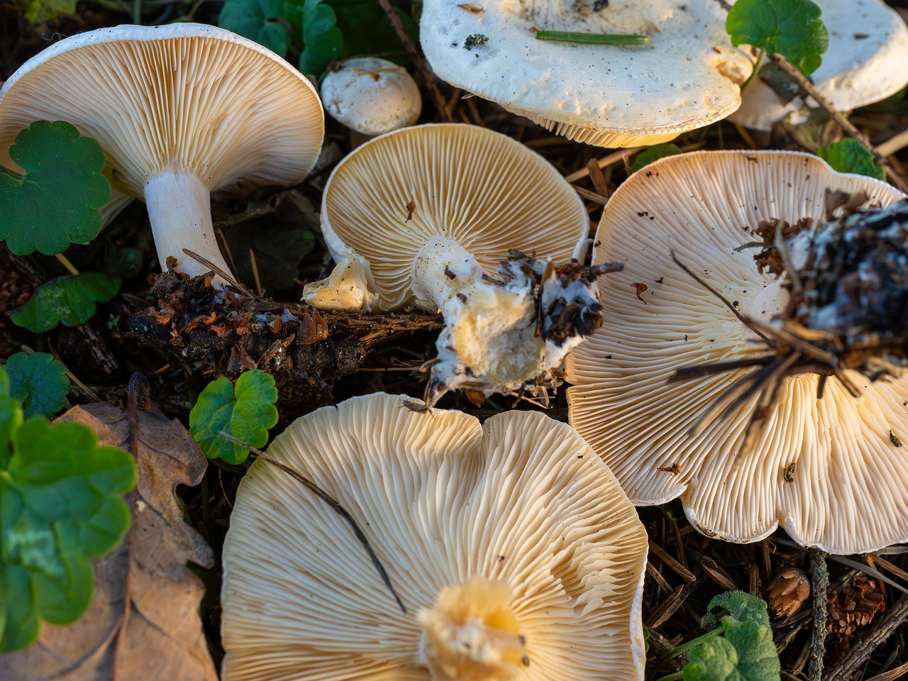 Clitocybe phyllophila _2025-11-23_1-12